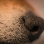 How Adjustable Dog Muzzles Enhance Safety and Comfort